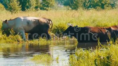 一群牛在河边的一个浇水处喝水，夏天在草地上吃草